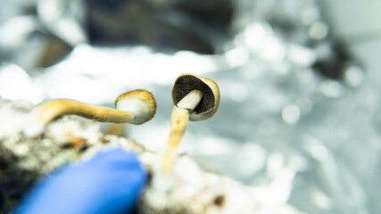.cultivation of recreational psilocybin mushrooms in the world. Medical news on hallucinogenic mushrooms