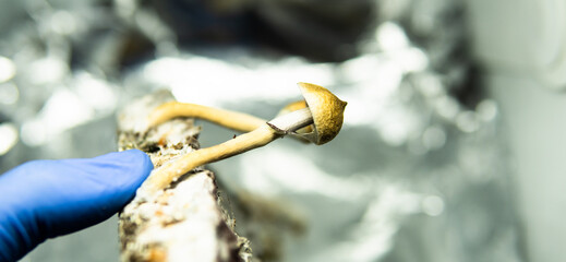 .cultivation of recreational psilocybin mushrooms in the world. Medical news on hallucinogenic mushrooms