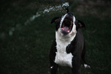 american staffordshire terrier schnappt nach einem Wasserstrahl
