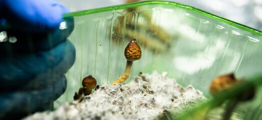effect of magic mushrooms on the human brain and mental health