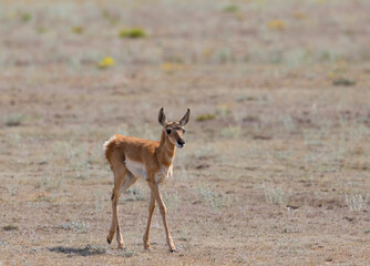 Pronghorn Antelope © swkrullimaging