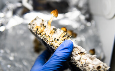 .cultivation of recreational psilocybin mushrooms in the world. Medical news on hallucinogenic mushrooms
