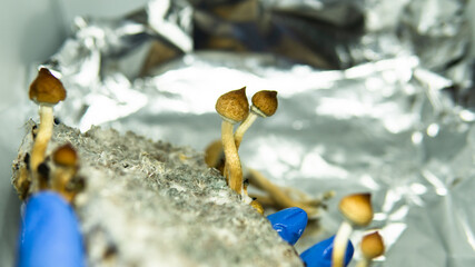 effect of magic mushrooms on the human brain and mental health