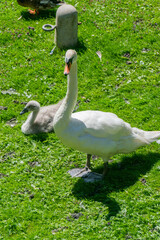 Vertical View of Swan and Cygnets on Grass in Oxford, United Kingdom
