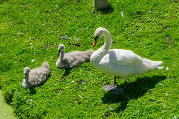 Swan and Cygnets on Grass in Oxford, United Kingdom