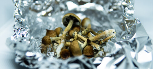 .cultivation of recreational psilocybin mushrooms in the world. Medical news on hallucinogenic mushrooms