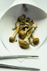 growing psilocybin mushrooms. Medical research on psilocybin