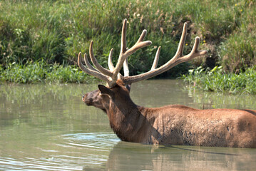 Bull Elk in the summer standing shoulder deep in a mountain stream