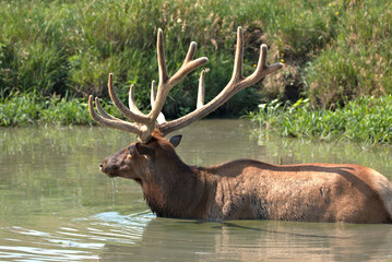 Naklejka na ściany i meble Bull Elk in the summer standing shoulder deep in a mountain stream