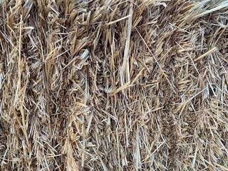 dry grass background