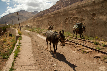 Tourism. Transportation mules carrying goods, provisions and tourist baggage along the desert railroad in the mountains.  