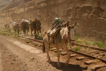 Tourism. Transportation mules carrying goods, provisions and tourist baggage along the desert railroad in the mountains.  