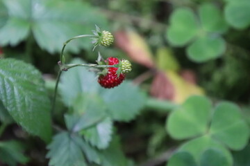 Fraise des bois 
