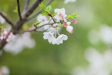 Obraz premium Cherry blossom in spring for background or copy space for text