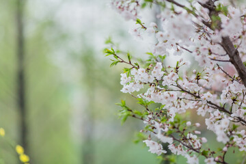 Cherry blossom in spring for background or copy space for text