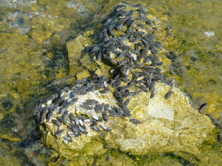 Sunny view of the Mono lake with full of Alkali fly