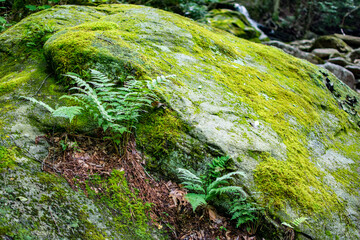 Green ferns on mossy rock, north carolina, appalachia