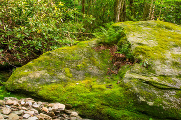 Green ferns on mossy rock, north carolina, appalachia