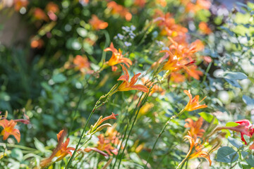 Orange flowers Hemerocallis blooming outdoors，Hemerocallis fulva