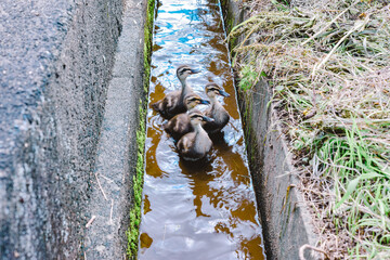側溝を泳ぐ鴨の子供達