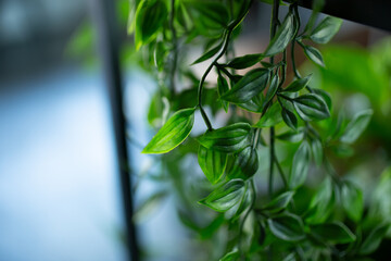 A closeup view of spiderwort leaves, part of interior design house plant decor, as a background.