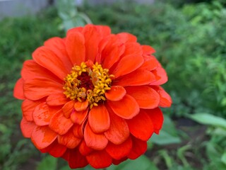 common zinnia Multi-layered orange petals with yellow stamens in the middle. Green leaf stalk