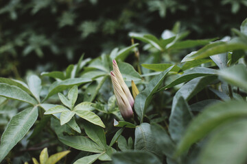 green grasshopper on a leaf