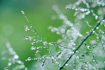 The Twinkling light on the dewdrop on the grass