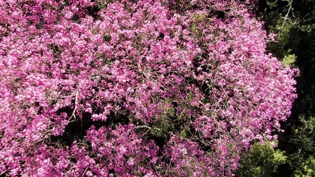 Close overhead view of a treetop with pink flowers in the jungle. Top of a blossoming tree in spring. Video with jungle drone
