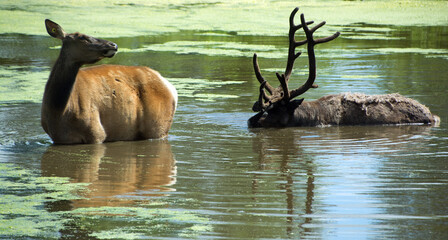 The elk, or wapiti is one of the largest species within the deer family, Cervidae, in the world,...