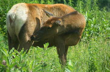 The elk, or wapiti is one of the largest species within the deer family, Cervidae, in the world,...