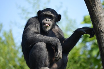Obraz premium Chimpanzee sticking out tongue