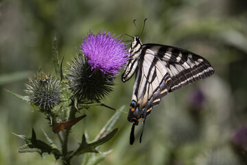 Anise Swallowtail butterfly on thistle plant. in Olema California 