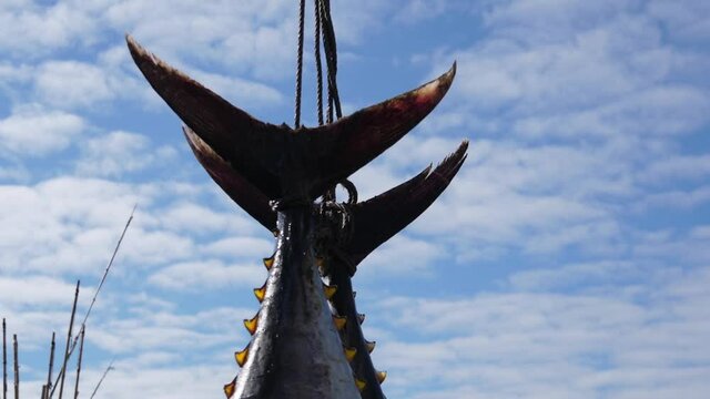 fishermen unloading tuna fish from a fishing boat slow motion
