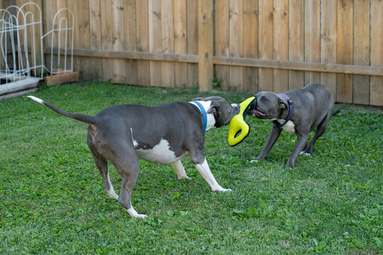 Old Pitbull Is Pulling On A Dog Toy And A Puppy