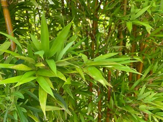 Golden bamboo, the trunk is long, long pieces Many trees combined into a clump. Looks the most unusual