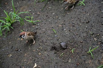 スズメ