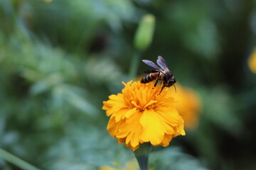 bee on flower
