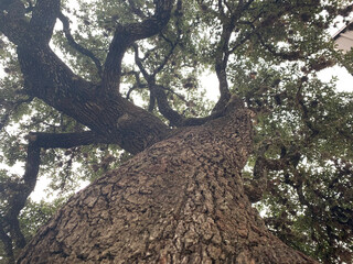 Looking up at a tree from the very bottom