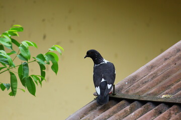 Fototapeta premium bird on a branch