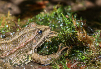 Portrait of a frog living in the lake against the background of algae, close-up side view.