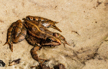 A lake frog sits on the yellow sand on the left and with space for text on the right, close-up top view.