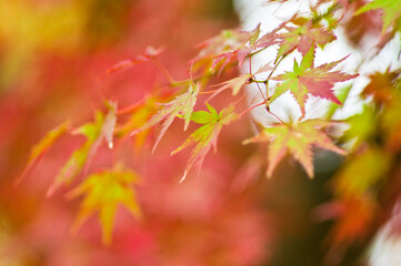 The maple is colored in beautiful red and yellow.