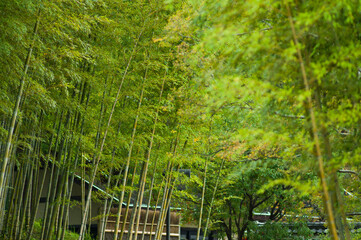 Bamboo forest scenery at Expo Park in Osaka, Japan.
