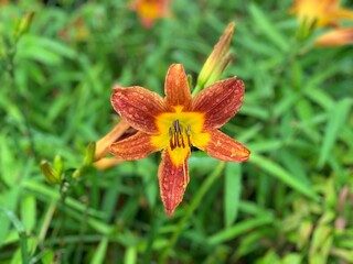 daylily, orange-yellow slender petals The stamens protrude from the center of the flower. Green leaf stalk