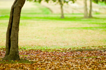 There is a lawn park behind the fallen leaves.