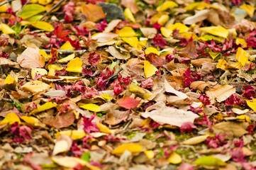 There are red and yellow fallen leaves.

