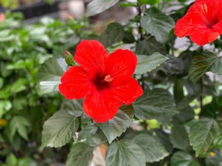 red hibiscus flower