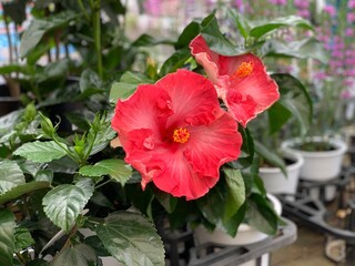 red hibiscus flower