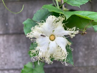 passion flower family. White petals with fringed petals. Beautiful petals, very exotic. With a strange yellow pollen in the middle Green leaf stalk